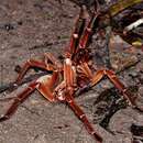 Image of Burgundy goliath bird-eating tarantula