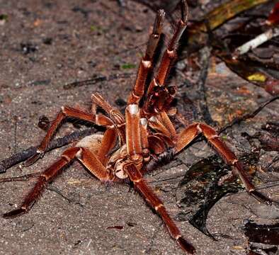 Image of Burgundy goliath bird-eating tarantula