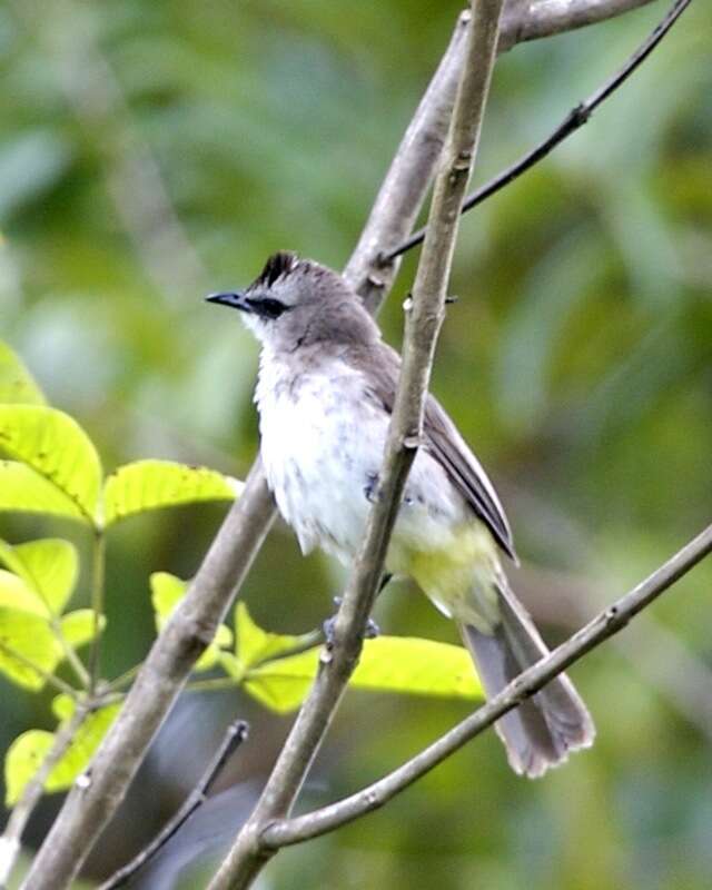 Image of Yellow-vented Bulbul