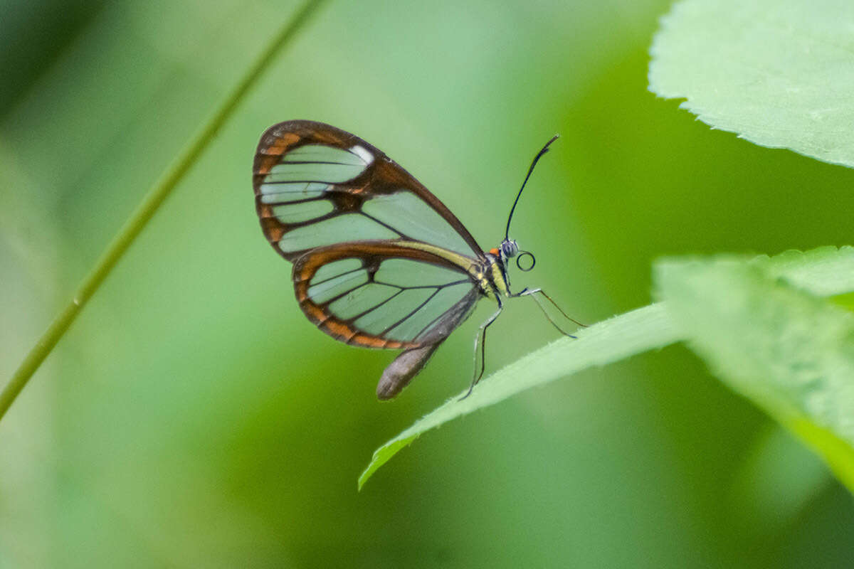 Image of Ithomia drymo Hübner 1816