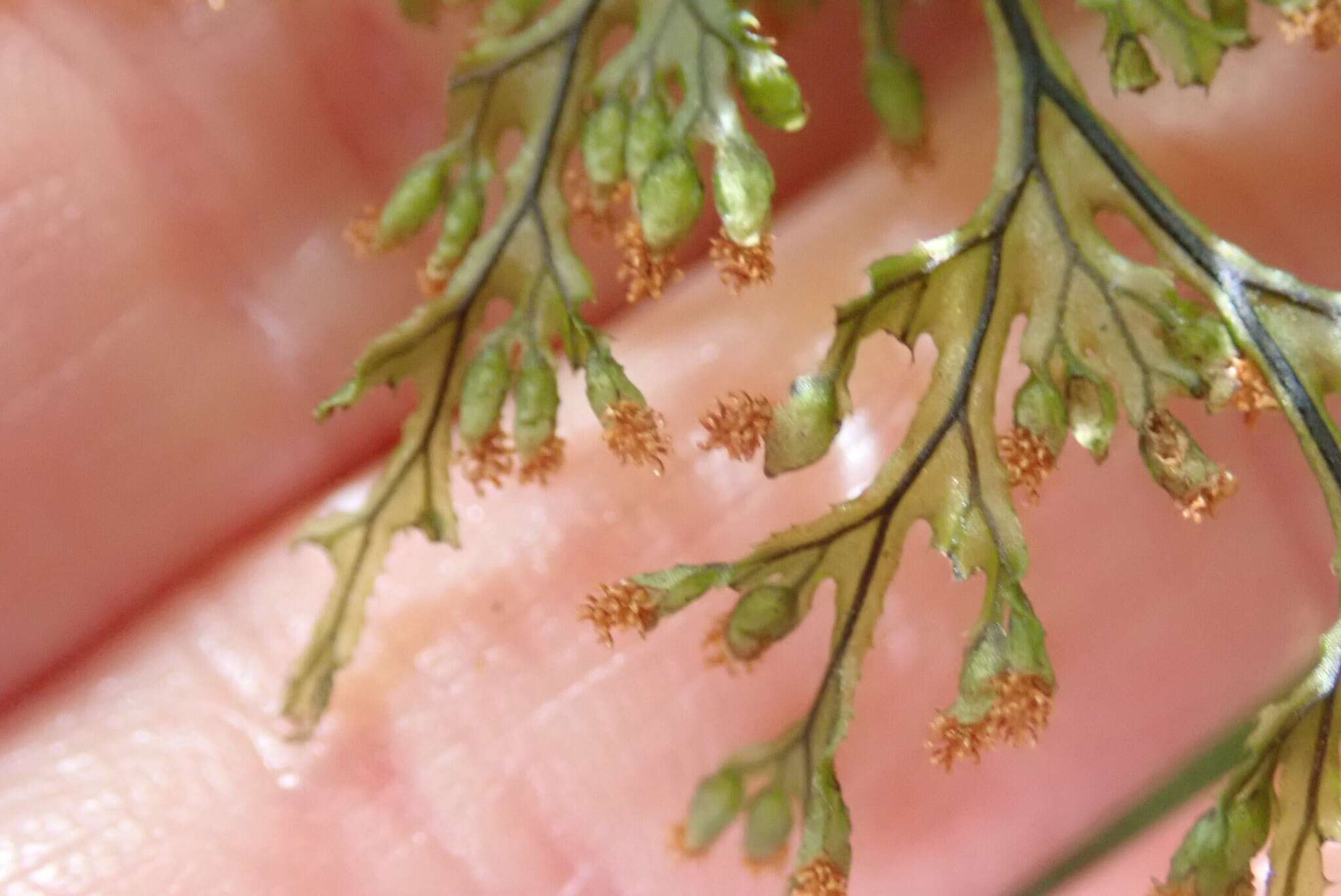 Image de Hymenophyllum krauseanum Phil.