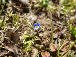 Image of Veronica opaca Fries