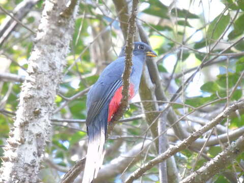 Image of Black-tailed Trogon