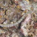 Image of Ocellated pipefish