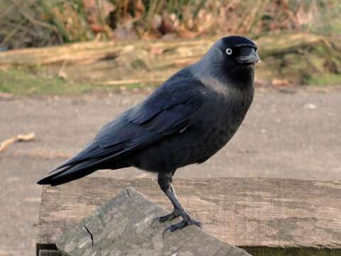 Image of Eurasian Jackdaw