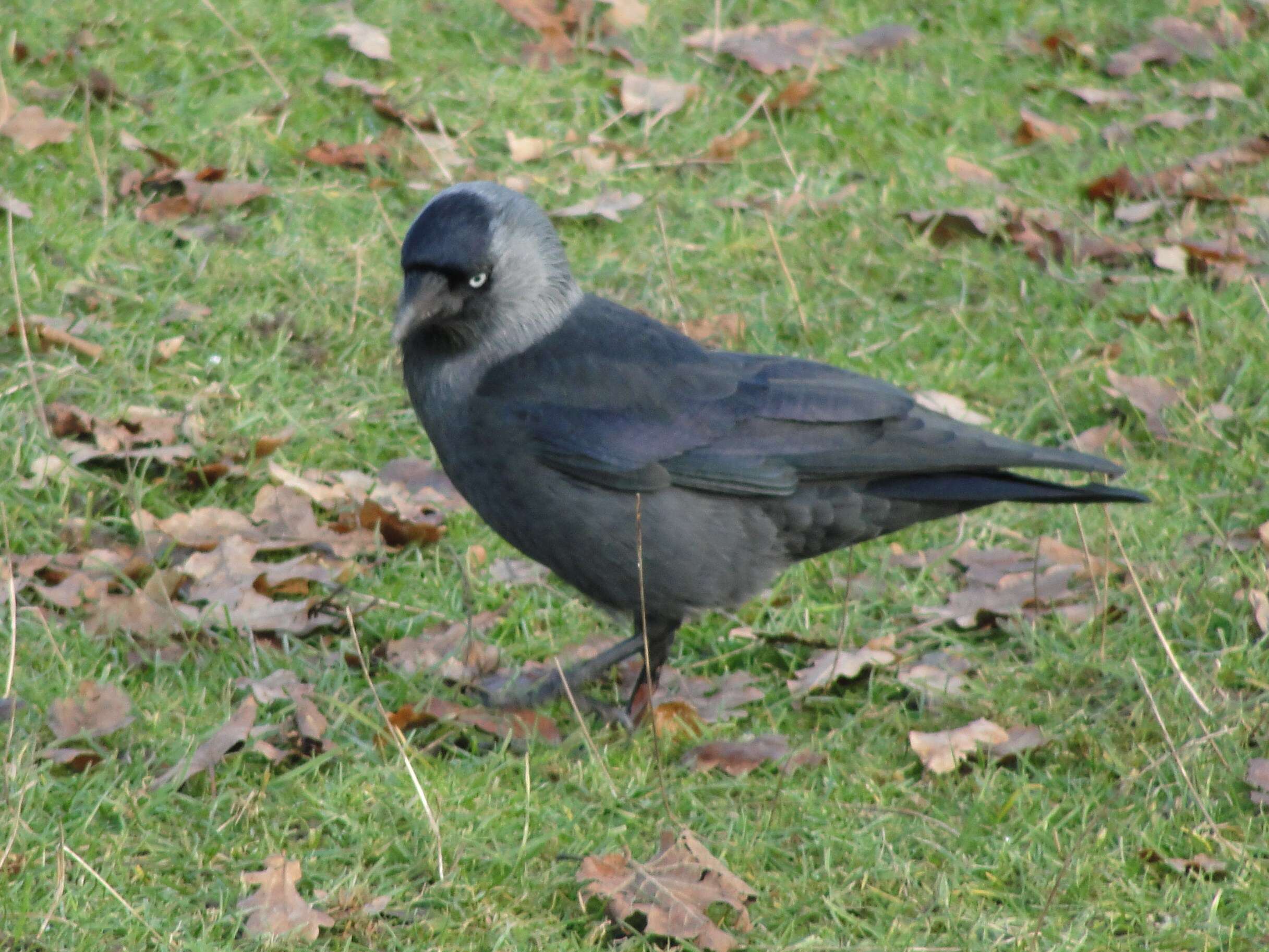 Image of Eurasian Jackdaw