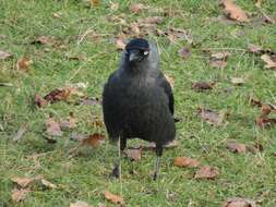 Image of Eurasian Jackdaw