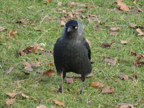 Image of Eurasian Jackdaw