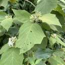 Image of Solanum diversifolium subsp. diversifolium