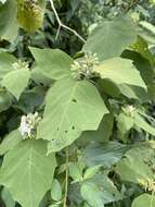 Image of Solanum diversifolium Schltdl.