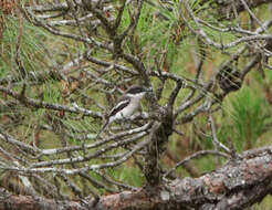 Image of Flycatcher-shrike