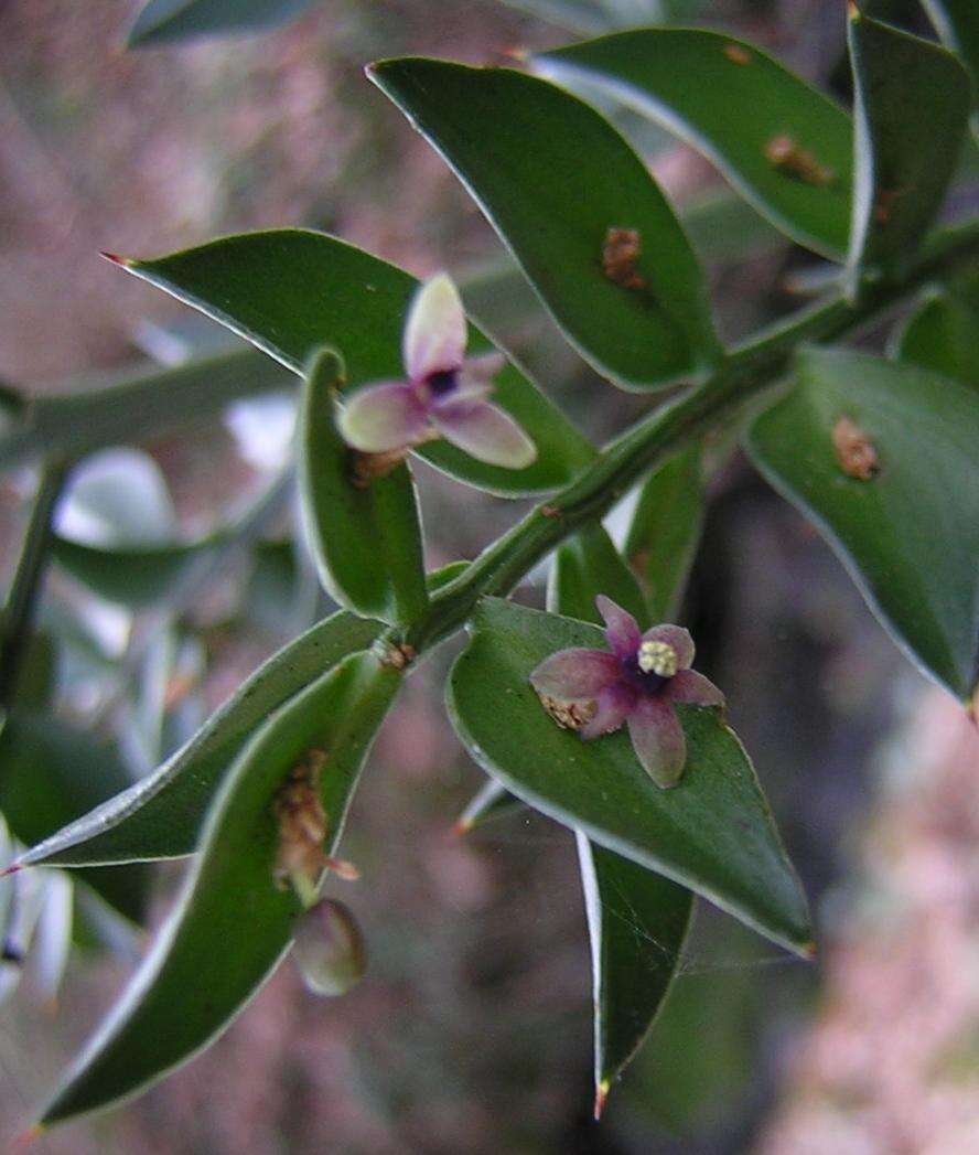 Image of Box Holly