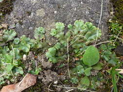 Image of Marchantia polymorpha subsp. ruderalis Bischl. & Boissel.-Dub.