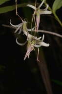 Dendrobium fractiflexum Finet的圖片