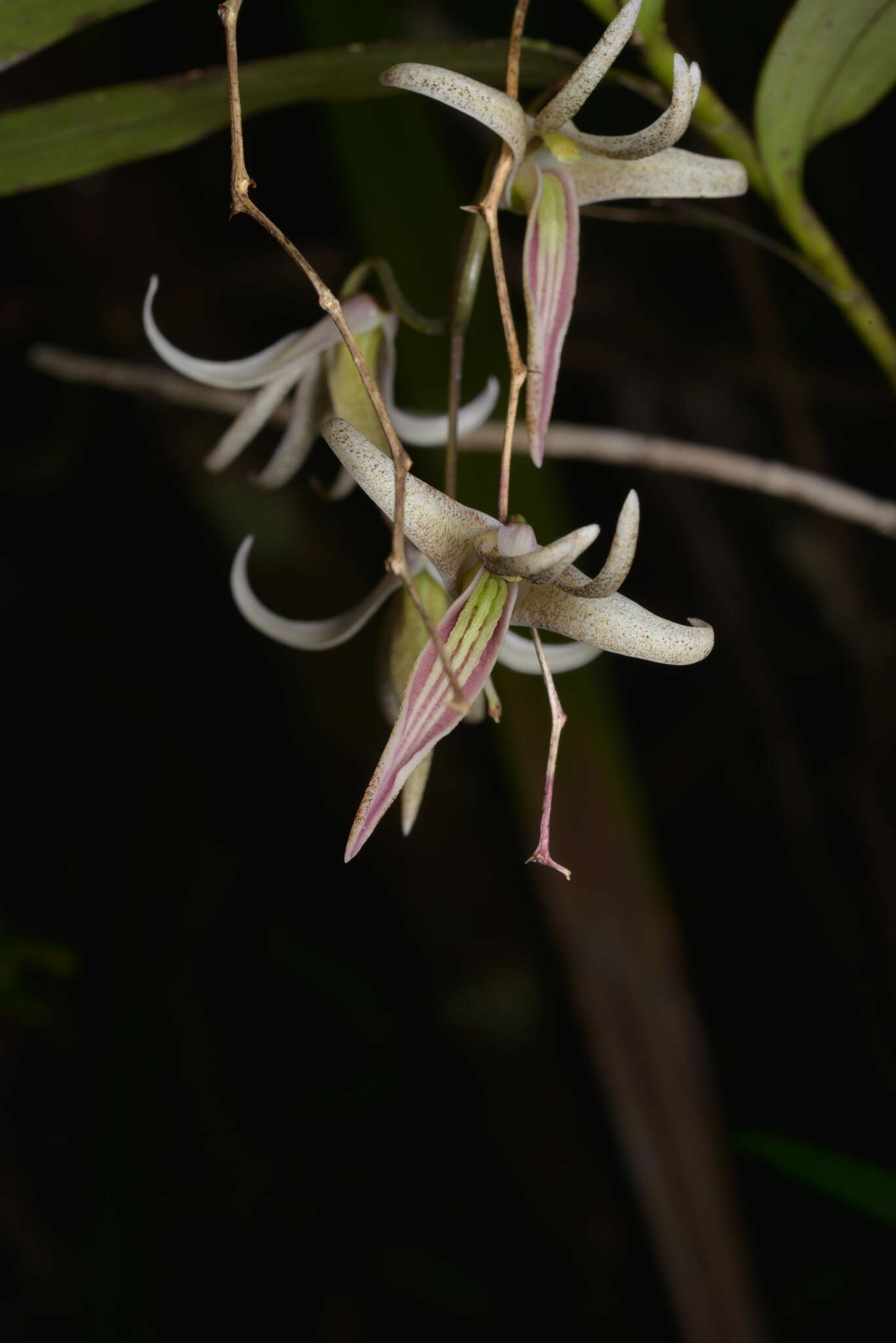 Dendrobium fractiflexum Finet的圖片