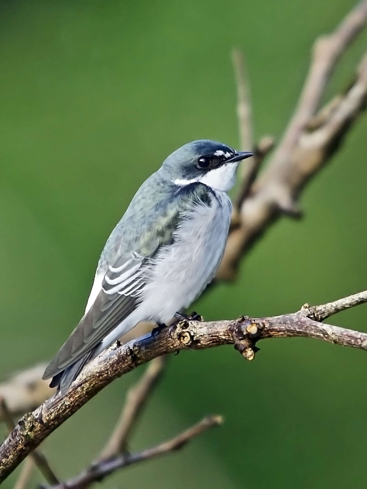Image of Tachycineta Swallows