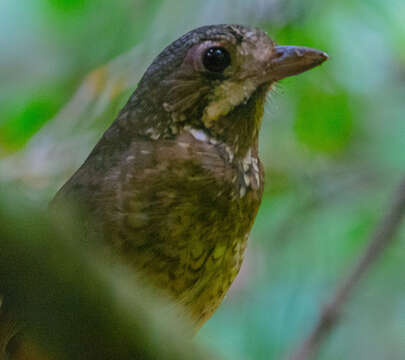 Image of Variegated Antpitta