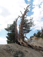 Image of Limber Pine