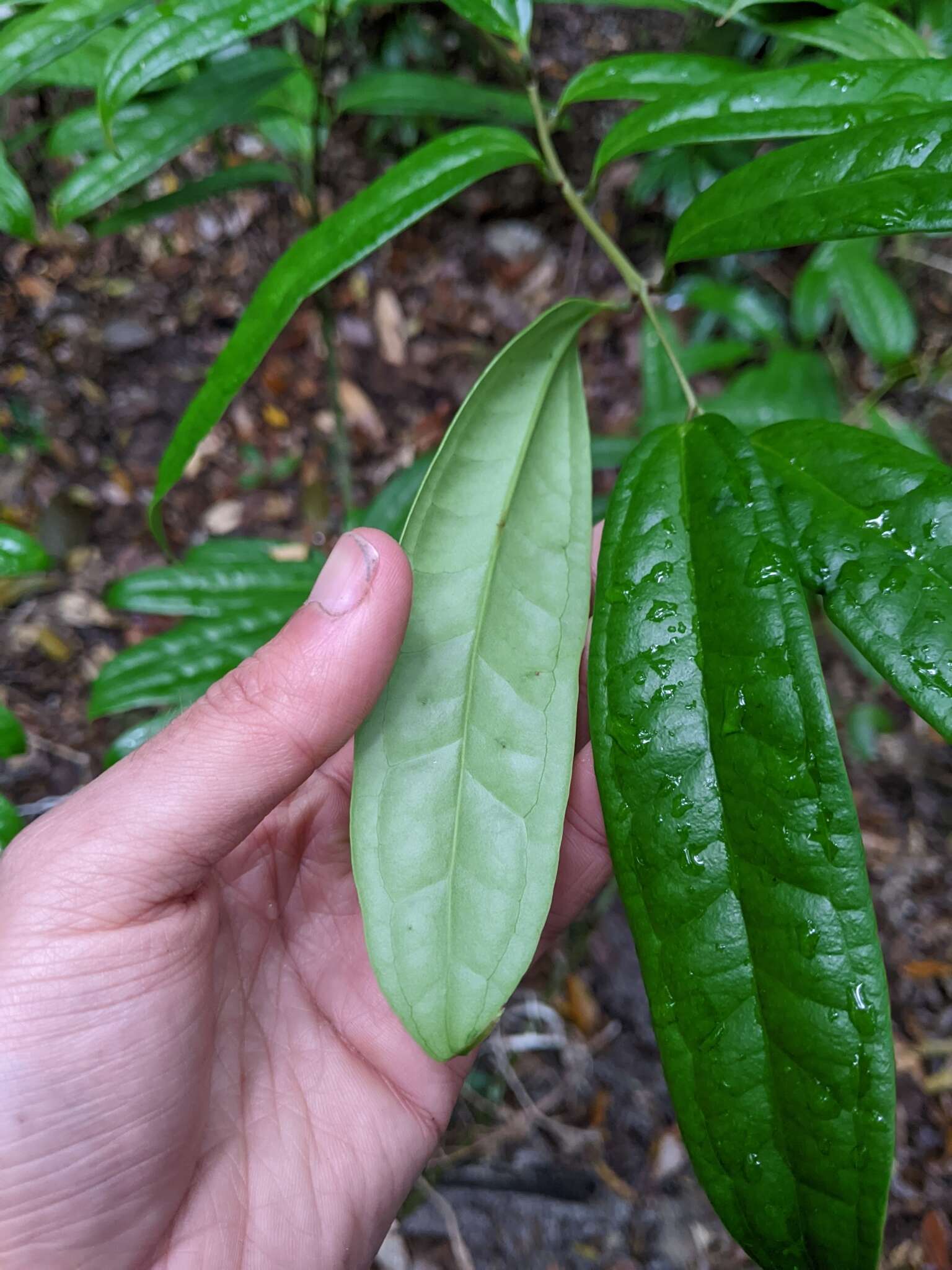 Sivun Ripogonum discolor F. Muell. kuva