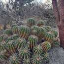 Imagem de Ferocactus flavovirens (Scheidw.) Britton & Rose