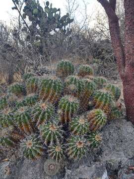 Imagem de Ferocactus flavovirens (Scheidw.) Britton & Rose