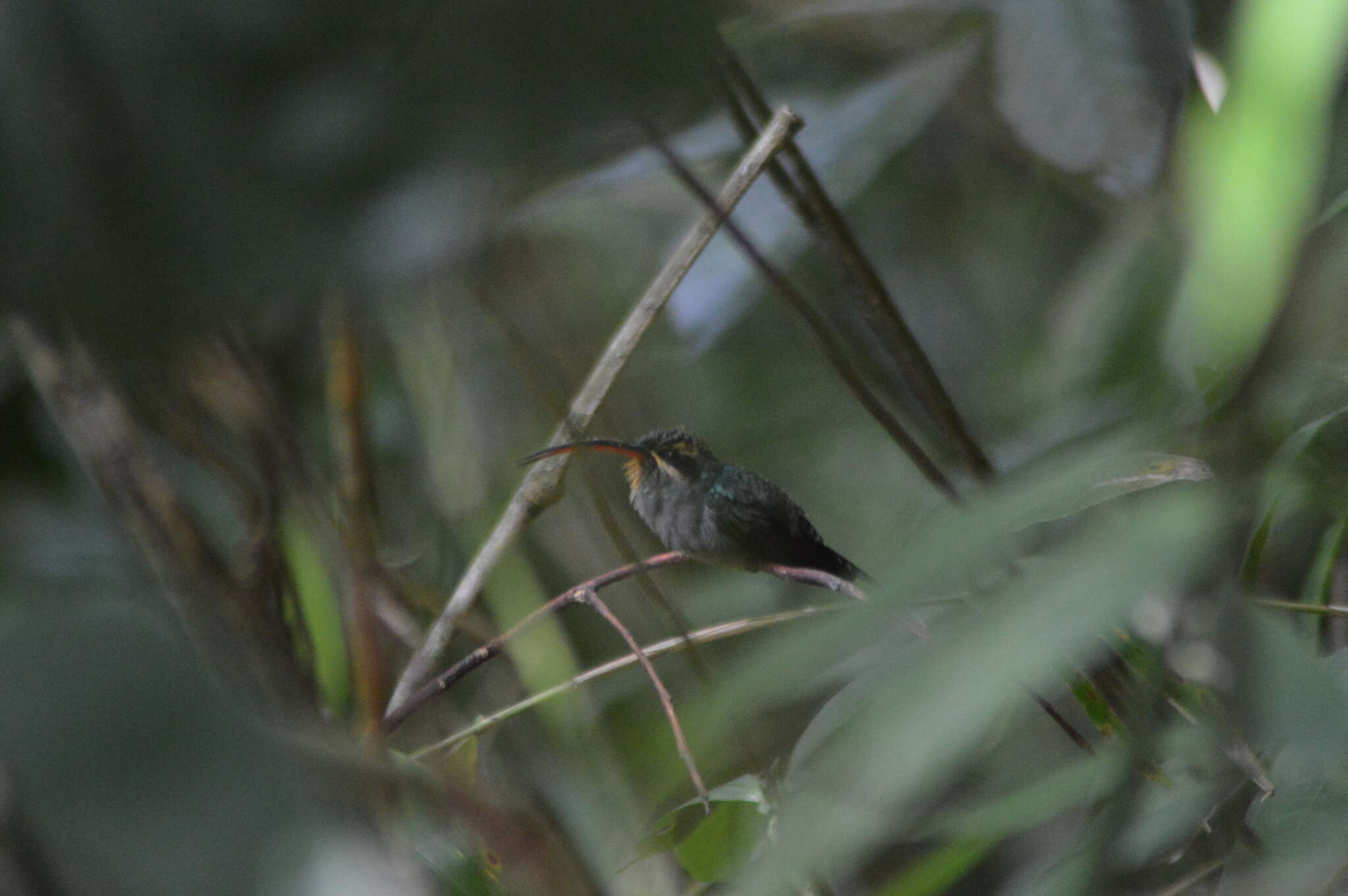 Image of Green Hermit