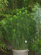 Image of Harrington's Plum Yew