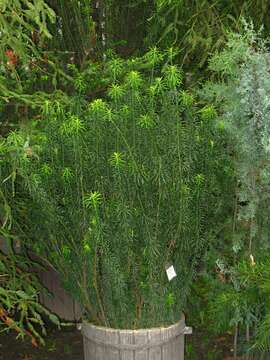 Imagem de Cephalotaxus harringtonii (Knight ex J. Forbes) K. Koch