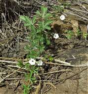 Слика од Ipomoea coptica (L.) Roth