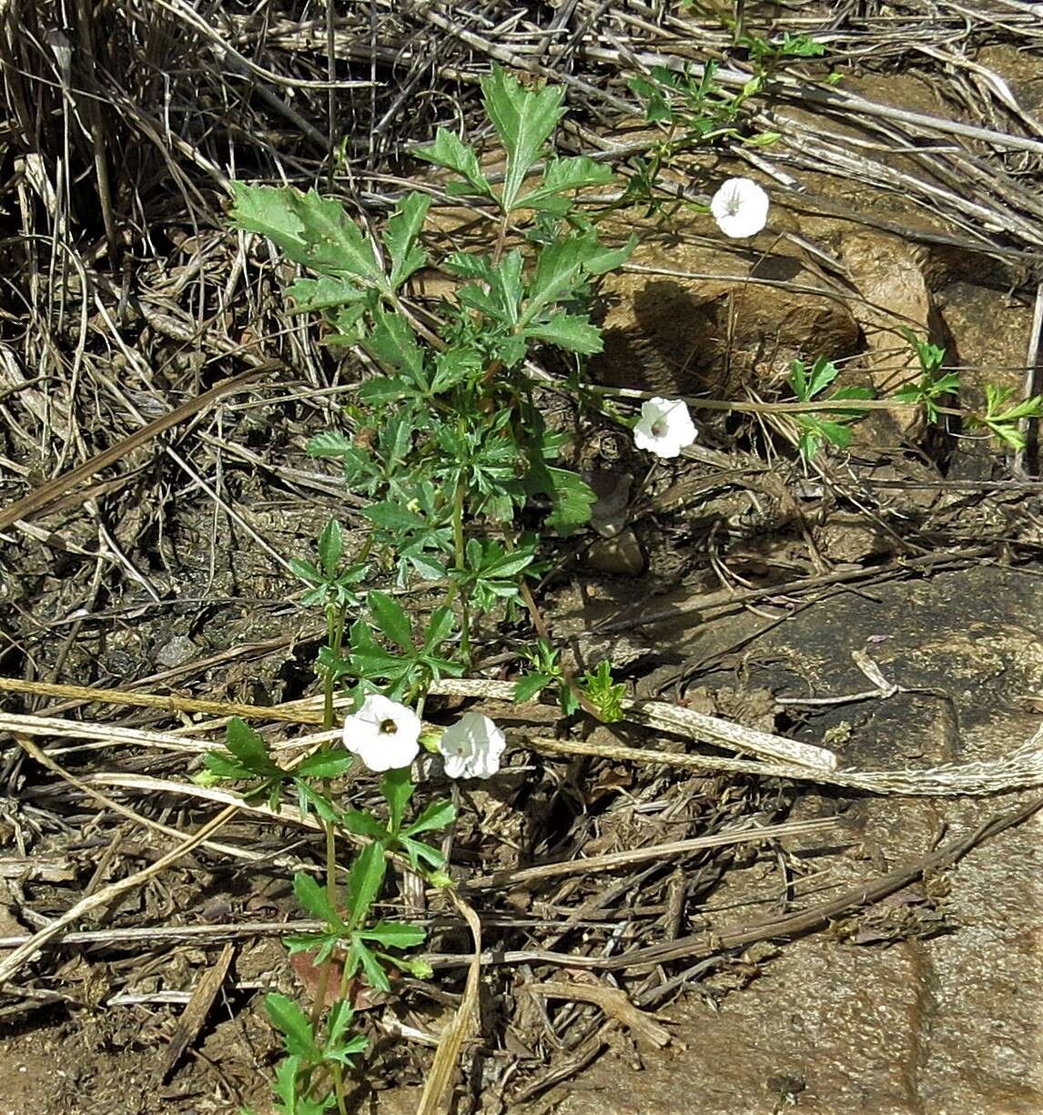 Слика од Ipomoea coptica (L.) Roth