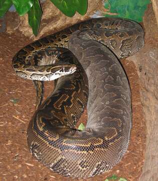 Image of African rock python