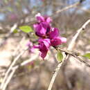 Vaughania depauperata (Drake) Du Puy, Labat & Schrire的圖片