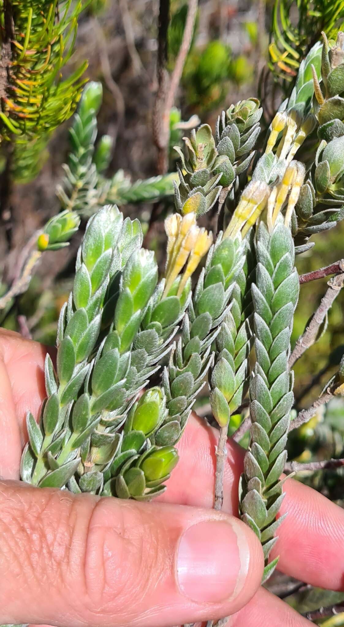 Image of Willow Capesaffron
