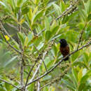 Sporophila angolensis angolensis (Linnaeus 1766) resmi