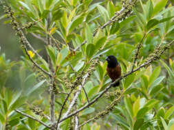 Image of Sporophila angolensis angolensis (Linnaeus 1766)