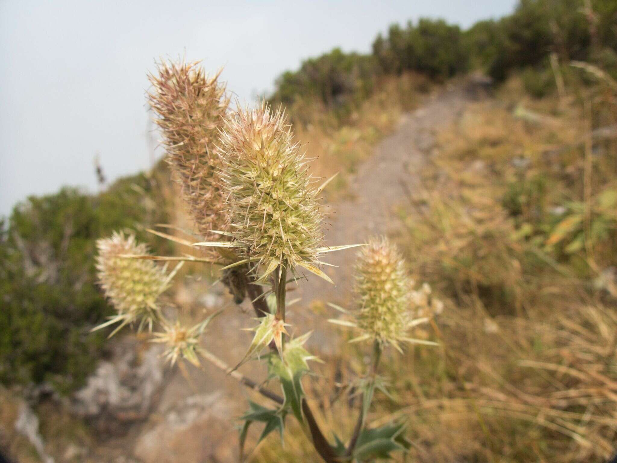 Imagem de Eryngium duriaei Gay ex Boiss.