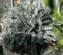 Image of Eastern Cape Blue Cycad