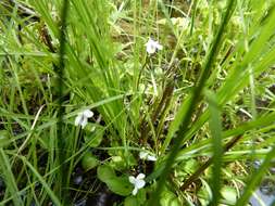 Image of small white violet