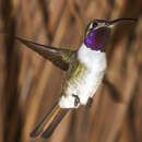 Image of Mexican Sheartail