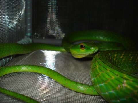 Image of Green Parrot Snake