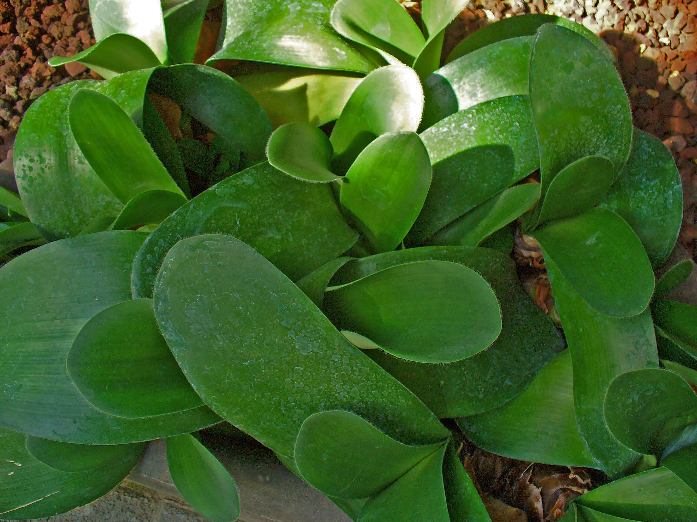 Imagem de Haemanthus albiflos Jacq.