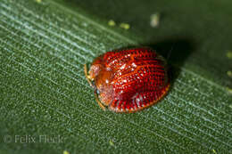 Image of Spaethiella coccinea (Boheman 1850)