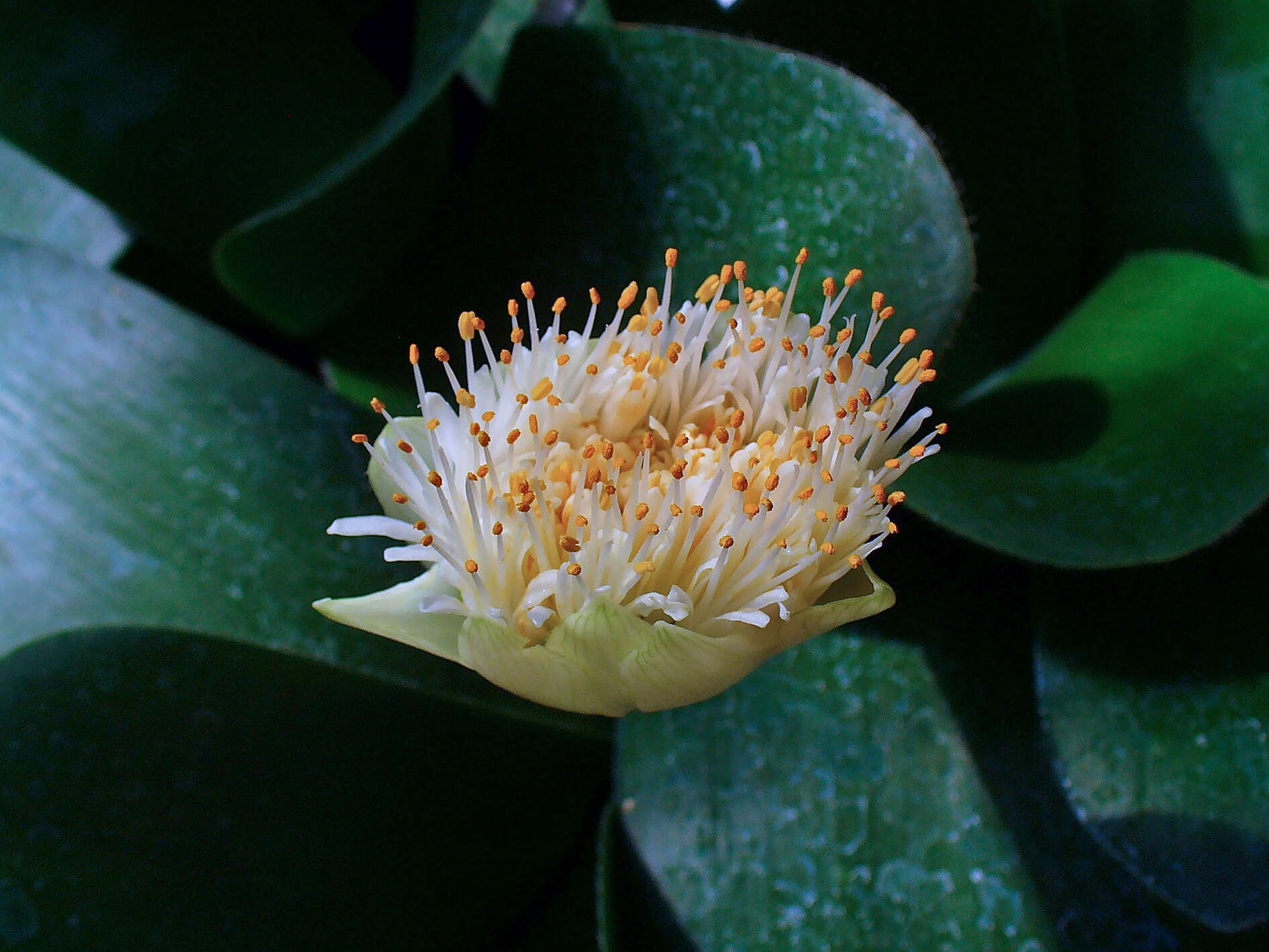 Imagem de Haemanthus albiflos Jacq.