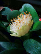 Imagem de Haemanthus albiflos Jacq.