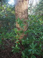 Image of Skimmia japonica subsp. japonica