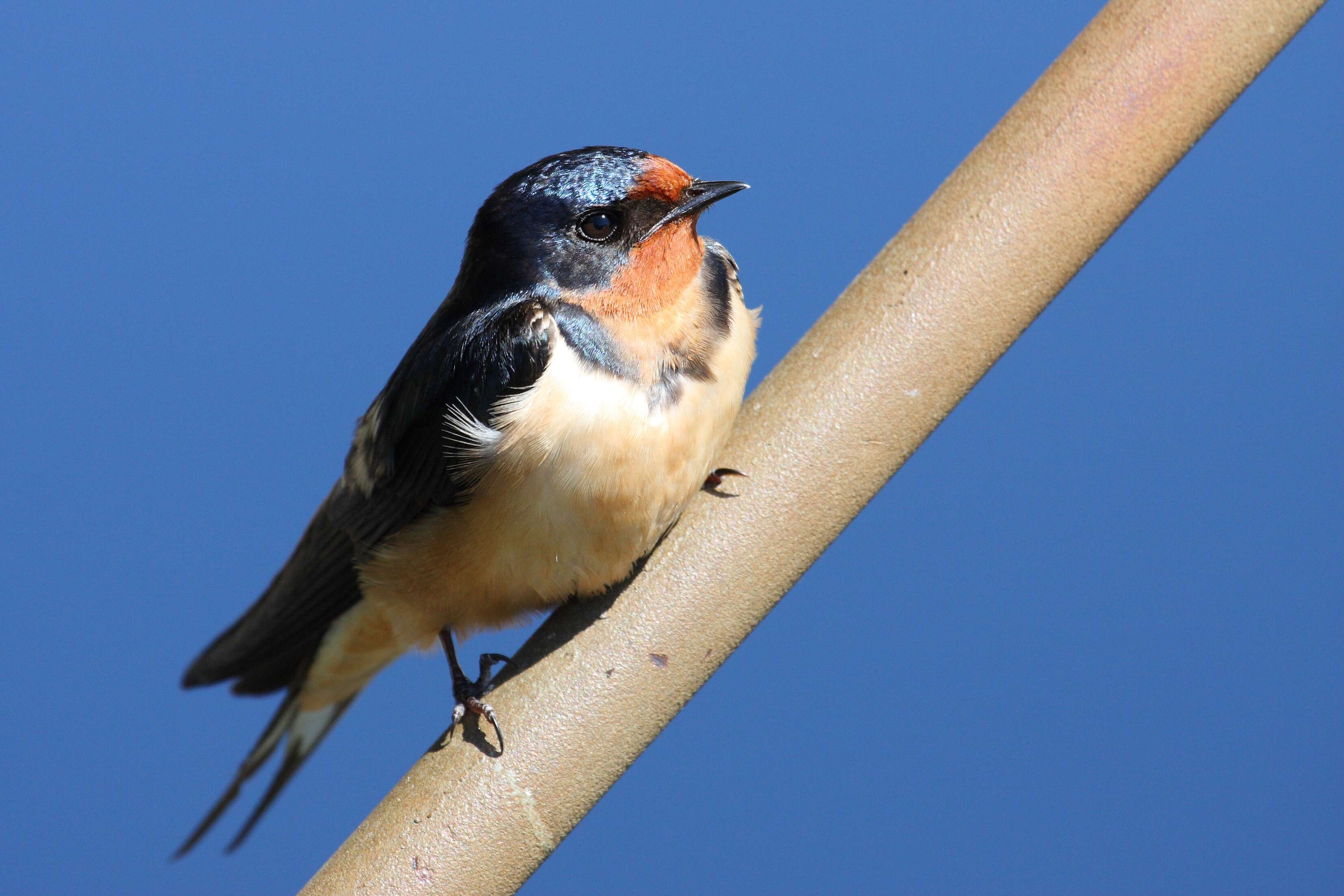 Image of Hirundo Linnaeus 1758