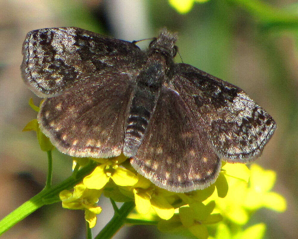 Plancia ëd Erynnis icelus Scudder & Burgess 1870