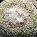 Parodia gibbulosoides F. H. Brandt resmi