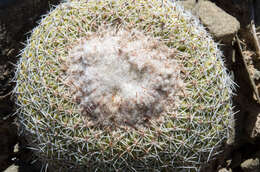 Parodia gibbulosoides F. H. Brandt resmi