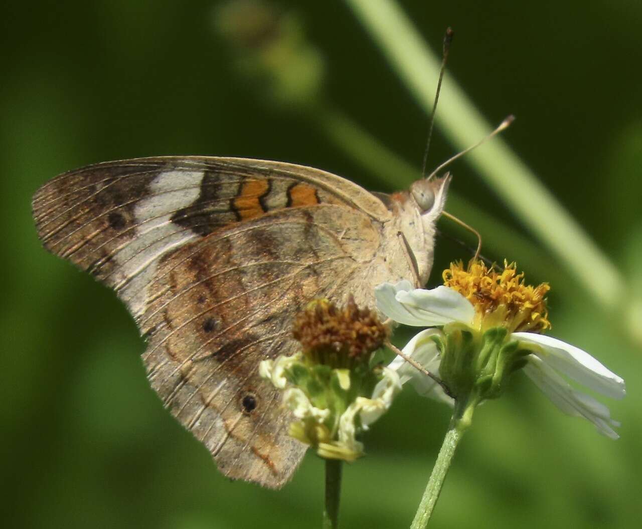 Image of <i>Junonia <i>coenia</i></i> coenia